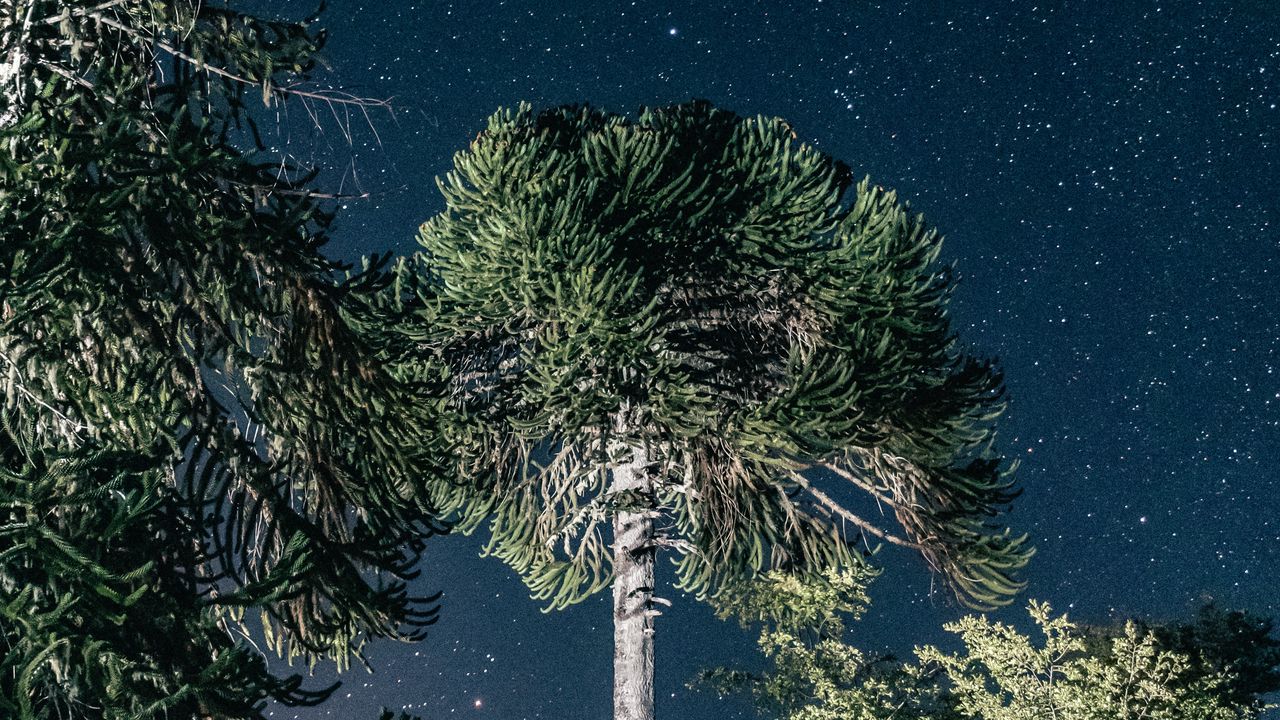 Wallpaper trees, night, stars, dark