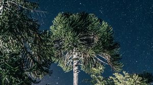 Preview wallpaper trees, night, stars, dark