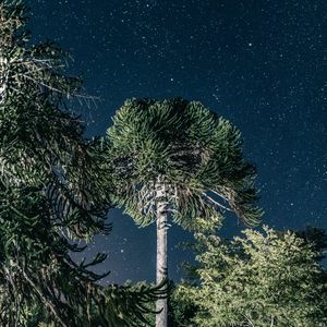 Preview wallpaper trees, night, stars, dark