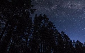 Preview wallpaper trees, night, stars, nature, dark