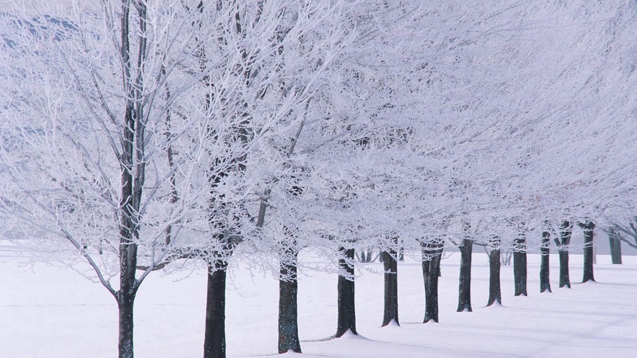 Wallpaper trees, number, hoarfrost, winter