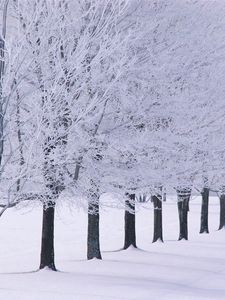 Preview wallpaper trees, number, hoarfrost, winter