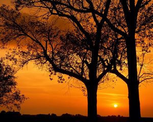 Preview wallpaper trees, outlines, branches, evening, orange