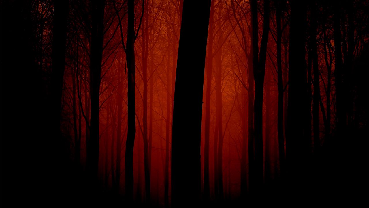 Wallpaper trees, outlines, evening, red, fog, light