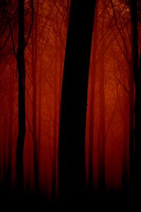 Preview wallpaper trees, outlines, evening, red, fog, light