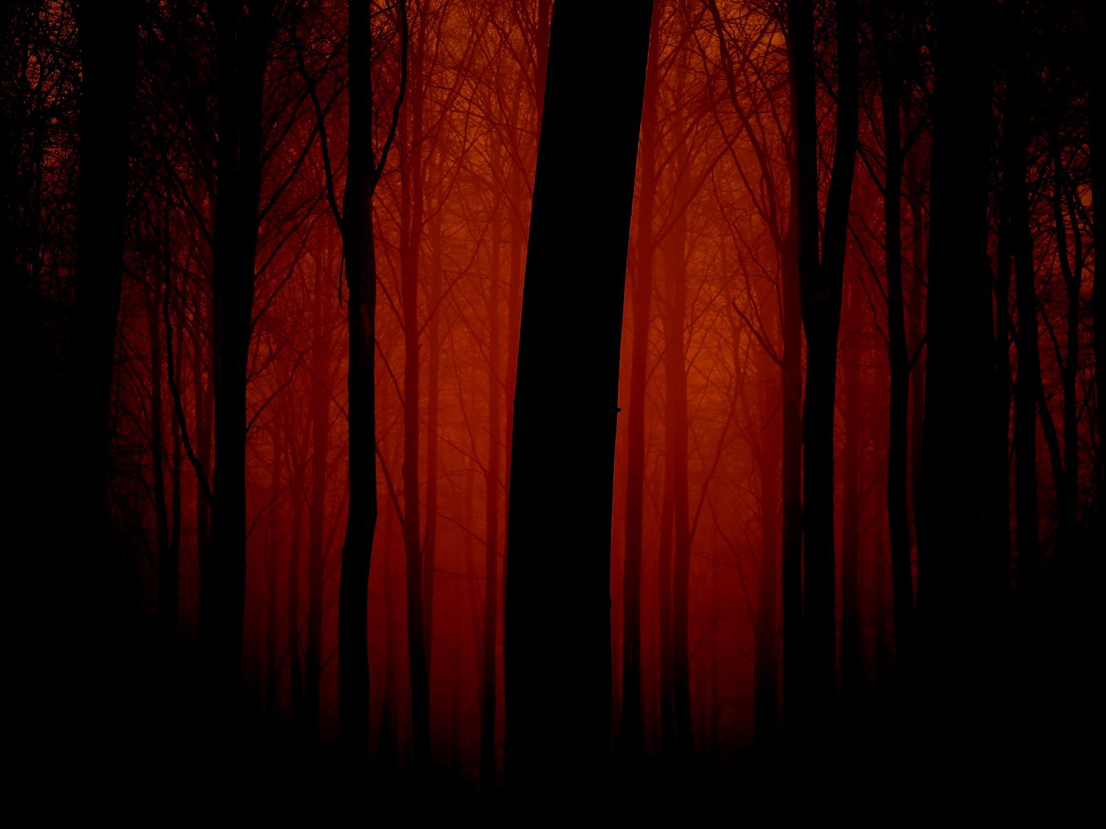 Download wallpaper 1600x1200 trees, outlines, evening, red, fog, light  standard 4:3 hd background