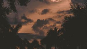 Preview wallpaper trees, palm trees, clouds, sunset, branches
