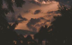 Preview wallpaper trees, palm trees, clouds, sunset, branches