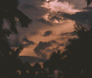 Preview wallpaper trees, palm trees, clouds, sunset, branches