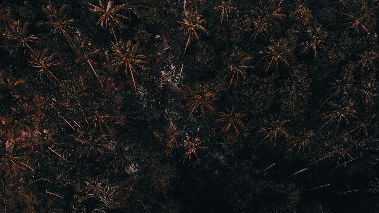 Wallpaper trees, palm trees, forest