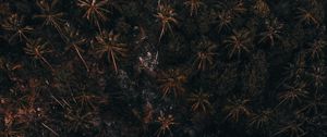 Preview wallpaper trees, palm trees, forest