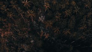 Preview wallpaper trees, palm trees, forest