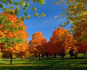 Preview wallpaper trees, park, autumn, grass, leaves