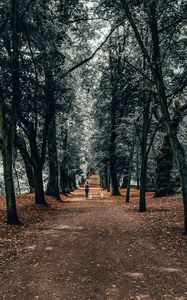 Preview wallpaper trees, park, girl, dogs, walk