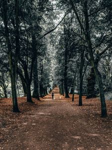 Preview wallpaper trees, park, girl, dogs, walk