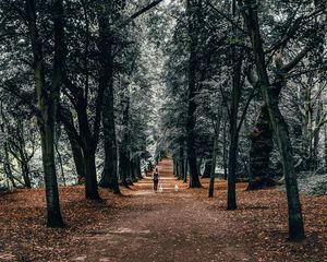 Preview wallpaper trees, park, girl, dogs, walk