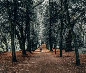 Preview wallpaper trees, park, girl, dogs, walk