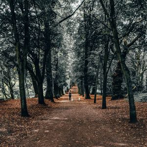 Preview wallpaper trees, park, girl, dogs, walk