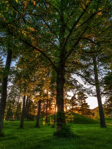 Preview wallpaper trees, park, grass, green, kroner, from below, hill, colors