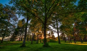 Preview wallpaper trees, park, grass, green, kroner, from below, hill, colors