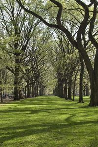 Preview wallpaper trees, park, grass