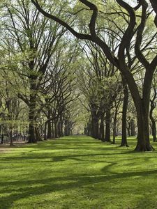 Preview wallpaper trees, park, grass