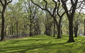 Preview wallpaper trees, park, grass
