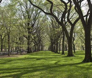 Preview wallpaper trees, park, grass