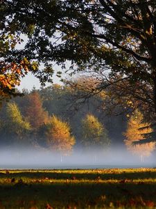 Preview wallpaper trees, park, haze