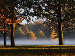 Preview wallpaper trees, park, haze