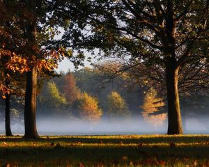 Preview wallpaper trees, park, haze