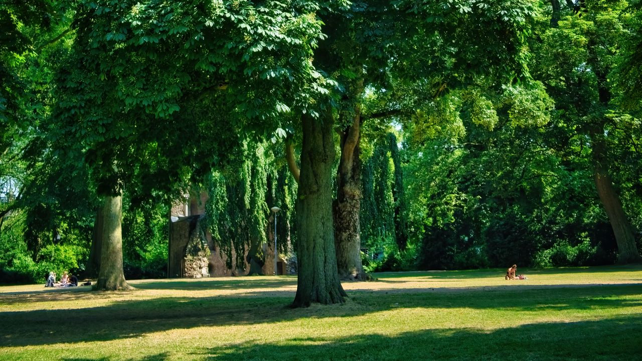 Wallpaper trees, park, lawn, grass, shadows