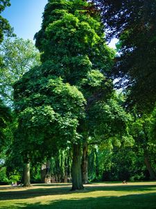 Preview wallpaper trees, park, lawn, grass, shadows