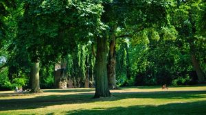 Preview wallpaper trees, park, lawn, grass, shadows