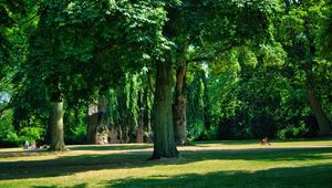 Preview wallpaper trees, park, lawn, grass, shadows