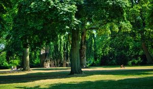 Preview wallpaper trees, park, lawn, grass, shadows