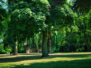 Preview wallpaper trees, park, lawn, grass, shadows
