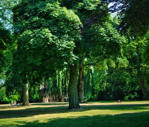 Preview wallpaper trees, park, lawn, grass, shadows