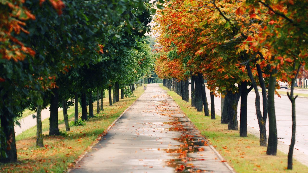 Wallpaper trees, park, leaf fall, autumn, path, foliage, wet