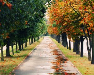 Preview wallpaper trees, park, leaf fall, autumn, path, foliage, wet