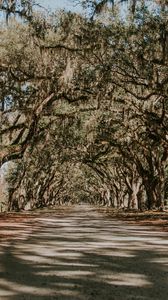 Preview wallpaper trees, park, shadow, road