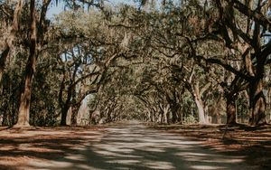 Preview wallpaper trees, park, shadow, road