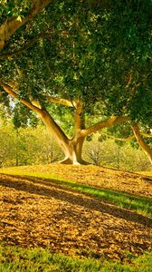 Preview wallpaper trees, park, shadows, leaves, trunks, smooth, summer