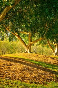 Preview wallpaper trees, park, shadows, leaves, trunks, smooth, summer