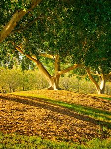 Preview wallpaper trees, park, shadows, leaves, trunks, smooth, summer