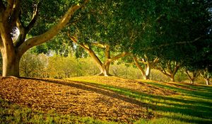 Preview wallpaper trees, park, shadows, leaves, trunks, smooth, summer