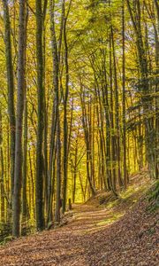 Preview wallpaper trees, park, trail, light