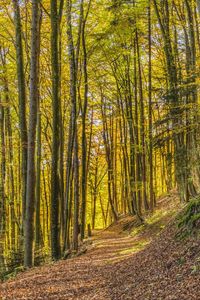 Preview wallpaper trees, park, trail, light