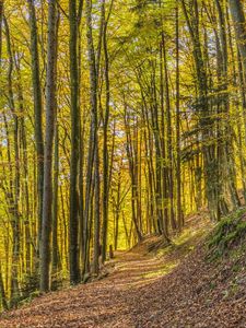 Preview wallpaper trees, park, trail, light