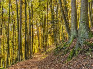 Preview wallpaper trees, park, trail, light